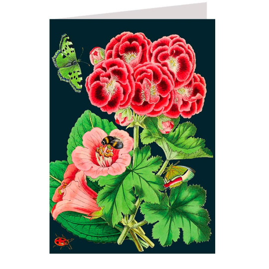 Red Geraniums on Black Beautiful Floral Card ~ England